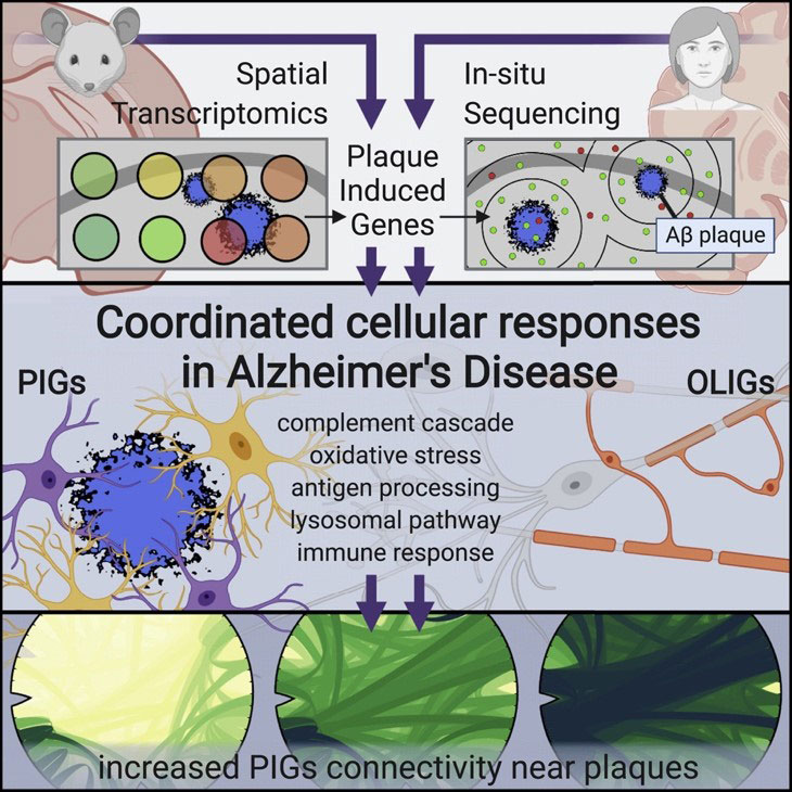 Coordinated cellular responses in alzheimer's disease.