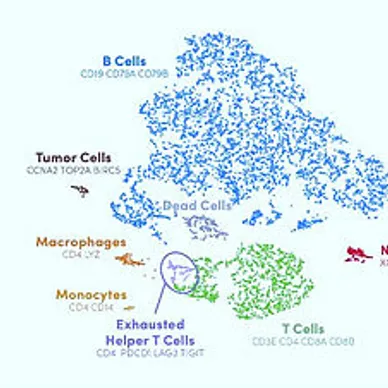 Single Cell Immune Profiling