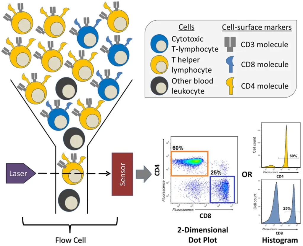 A diagram illustrating flow cytometry, showing different cell types (cytotoxic T-lymphocytes, T helper lymphocytes, other leukocytes) with specific surface markers (CD3, CD4, CD8) passing through a flow cell where they are illuminated by a laser and detected by a sensor. The resulting fluorescence data is presented as a 2-dimensional dot plot and 1-dimensional histograms, identifying 60% CD4-positive cells and 25% CD8-positive cells.