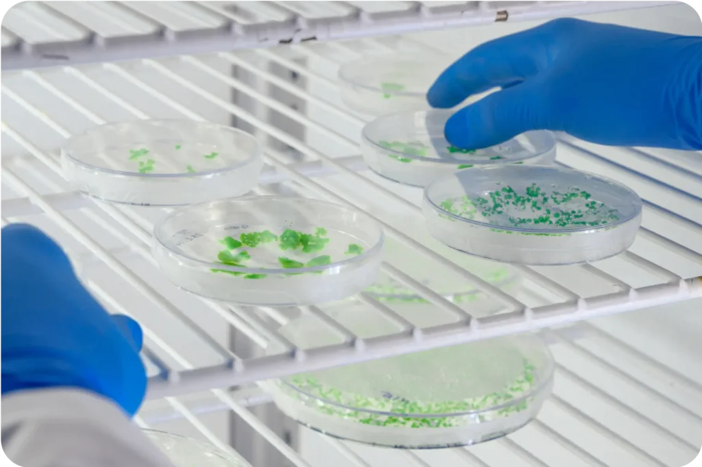 Gloved hands tending to multiple petri dishes containing green biological cultures or plant tissue on a white laboratory shelf.